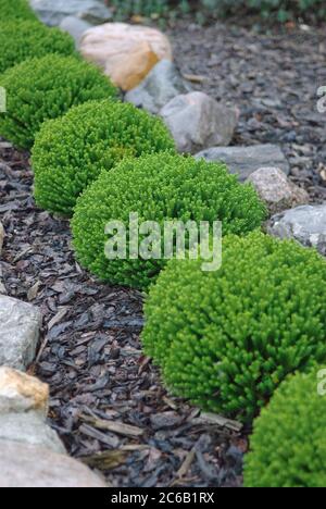 Strauchveronika Hebe Smaragd Juwel Stockfoto