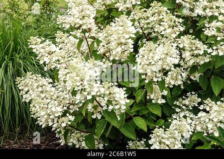 Hortensia paniculata Weiße Blumen Hortensien Stockfoto