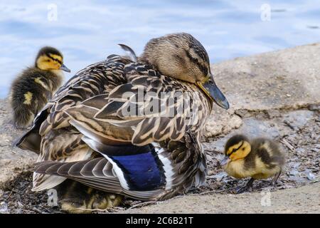 Weibliche Mallard Ente schützt ihre Entlein, die unter ihr zusammengeknuddelt sind, mit zwei draußen neben dem Wasser. Stockfoto