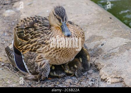 Weibliche Mallard Ente schützt ihre Entlein, die unter ihr zusammengeknuddelt sind, neben dem Wasser. Stockfoto