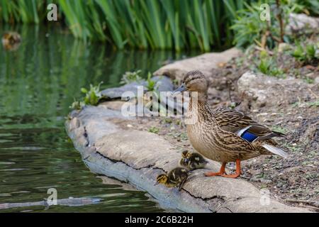 Weibliche Mallard Ente steht am Rande eines Teiches mit zwei Entchen. Wasserrohre im Hintergrund. Stockfoto