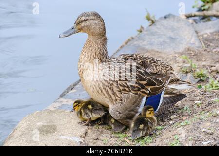 Weibliche Mallard Duck sitzt am Rand des Teiches und schaut auf das Wasser, während Entenküken unter und neben ihr Schutz bieten. Stockfoto