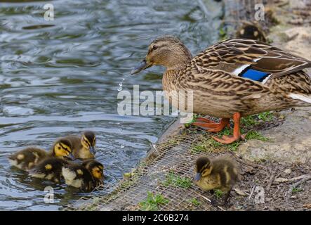 Wassertropfen kommen aus einer weiblichen Mallard Duck, während sie an einem Teich am Wasserrand steht und ihre Entlein im Wasser schwimmen und auf dem Boden spazieren. Stockfoto