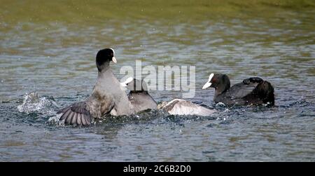 Männliche Blässhühner kämpfen um Brutgebiet Stockfoto