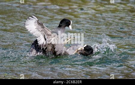 Männliche Blässhühner kämpfen um Brutgebiet Stockfoto