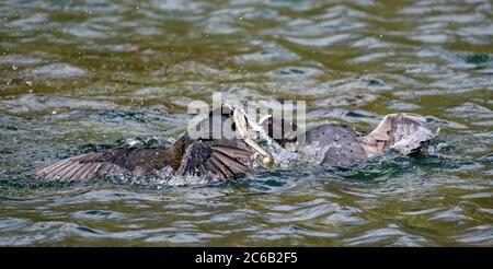 Männliche Blässhühner kämpfen um Brutgebiet Stockfoto