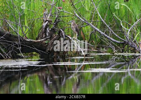 Ein jugendlicher Schwarzer-gekrönter Nachtreiher wird in einer grünen und üppigen Feuchtgebiet Umwelt abgebildet. Stockfoto