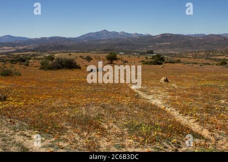 Ein Feld gefüllt mit einem Teppich aus Wildblumen im Frühling im Namaqua Nationalpark von Südafrika Stockfoto