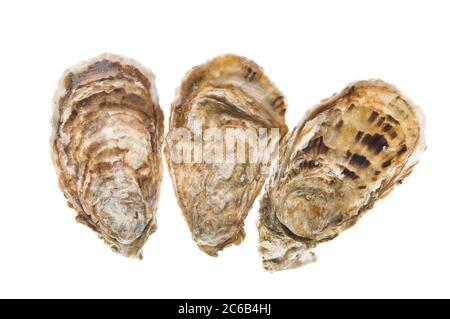 Frische Austern. Rohe Meeresfrüchte Mahlzeit isoliert auf weißem Hintergrund. Studioaufnahme. Stockfoto