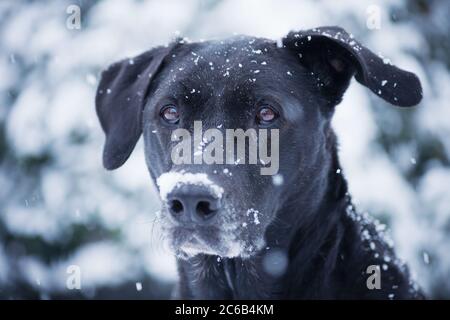 Portrait eines schwarzen Labrador Mischlingshundes im Schnee. Stockfoto