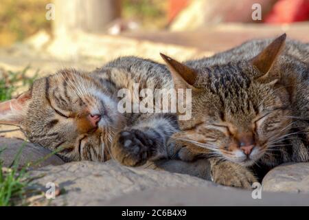 Nahaufnahme von schlafenden Hauskatzen Stockfoto