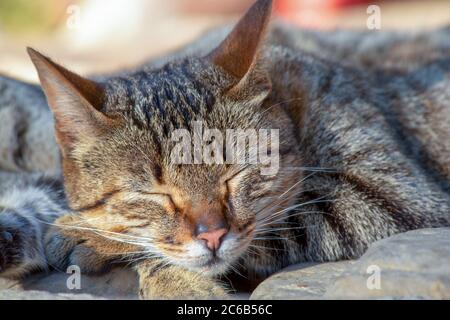 Nahaufnahme von schlafenden Hauskatzen Stockfoto
