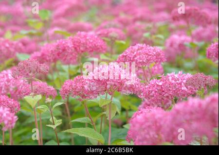 Rosa Schneeball-Hortensie Hydrangea, Hortensie, Hortensia arborescens INVINCIBELLE Stockfoto