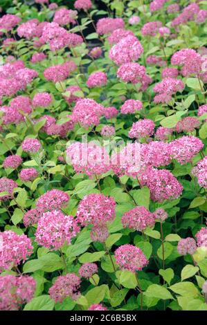 Rosa Schneeball-Hortensie Hydrangea, Hortensie, Hortensia arborescens INVINCIBELLE Stockfoto