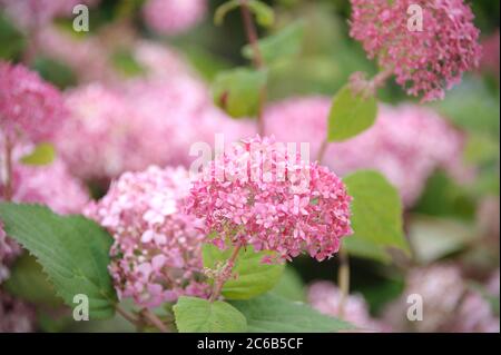 Rosa Schneeballhortensie Hydrangea, Hortensie, Hortensia arborescens INVINCIBELLE Stockfoto