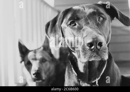 Porträt von zwei großen Hunden Stockfoto