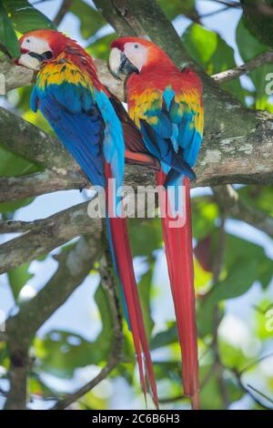 Scharlach-Aras (Ara macao), die auf einem Baum stehen, Corcovado Nationalpark, Osa Halbinsel, Costa Rica, Mittelamerika