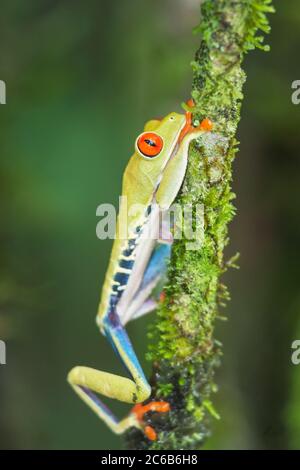 Rotaugen-Baumfrosch (Agalychnis Callidyas) Kletterzweig, Sarapiqui, Costa Rica, Mittelamerika Stockfoto