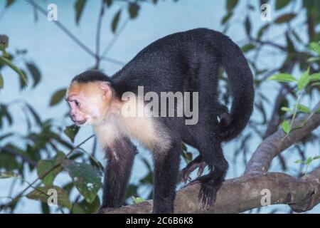 Weißer Kapuzineraffen (Cebus capucinus) im Regenwald, Manuel Antonio Nationalpark, Provinz Puntarenas, Costa Rica, Mittelamerika Stockfoto