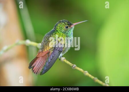 Rotschwanzkolibri (Amazilia tzacatl) am Zweig, Sarapiqui, Costa Rica, Mittelamerika Stockfoto