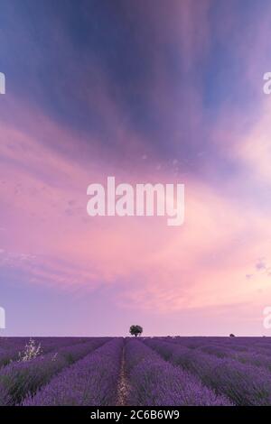 Ein Baum inmitten eines Lavendelfeldes auf dem Plateau von Valensole, Provence, Frankreich Stockfoto