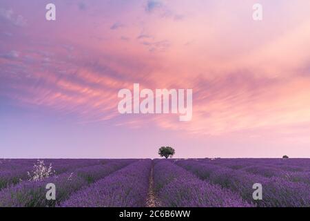Ein Baum inmitten eines Lavendelfeldes auf dem Plateau von Valensole, Provence, Frankreich Stockfoto