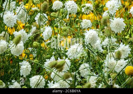 Weiße Cephalaria gigantea 'Alba' Stockfoto