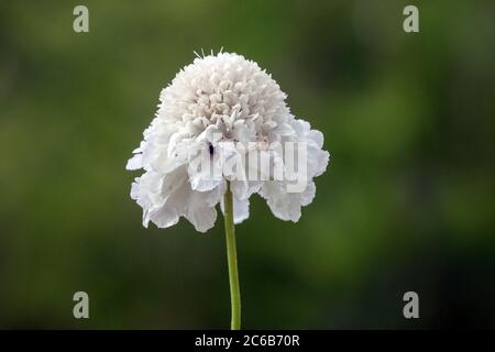 Weiße Cephalaria gigantea „Alba“ Riesenblume Stockfoto