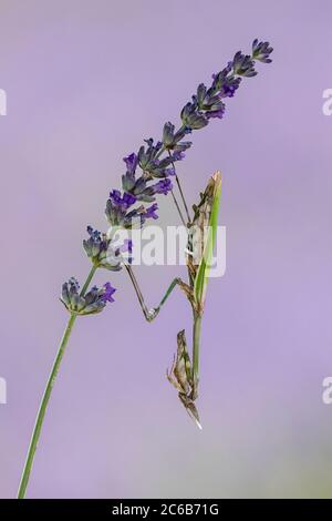 Eine Kopfmeise (Empusa pennata), die auf einem Lavendelstamm in der Provence, Frankreich, ruht Stockfoto