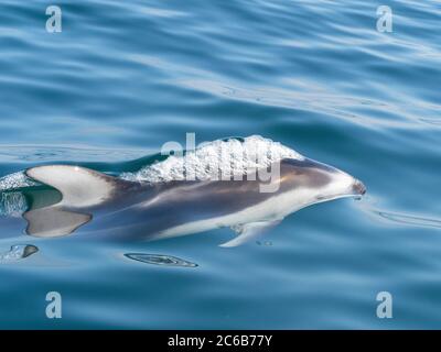 Erwachsene pazifische Weißwanddelfin (Lagenorhynchus obliquidens), in Monterey Bay, Kalifornien, Vereinigte Staaten von Amerika, Nordamerika Stockfoto