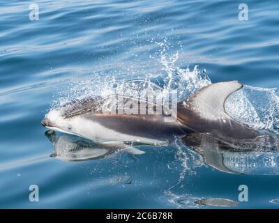 Erwachsene pazifische Weißwanddelfin (Lagenorhynchus obliquidens), in Monterey Bay, Kalifornien, Vereinigte Staaten von Amerika, Nordamerika Stockfoto