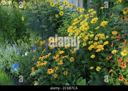 Rudbeckia var.sullivantii 'Goldsturm', Rudbeckia triloba 'Preyrie Glow', Helianthus micorcephalus 'Lemon Queen' und Veronica longifolia 'Blauriesin' Stockfoto