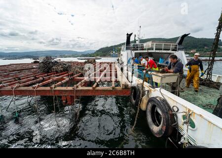 Muschelzucht Aquakultur Flöße in Redondela, Galicien, Spanien, Europa Stockfoto