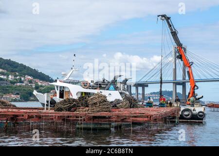 Muschelzucht Aquakultur Flöße in Redondela, Galicien, Spanien, Europa Stockfoto