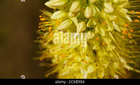 Gelbe Blüten am Stiel in der Nähe. Makro. Botanischer Garten. Stockfoto