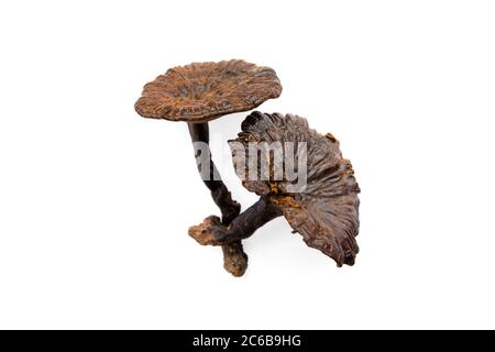 Lingzhi Pilz Ganoderma Lucidum, trocken für chinesische traditionelle Medizin, isoliert auf weißem Hintergrund mit Clipping-Pfad Stockfoto