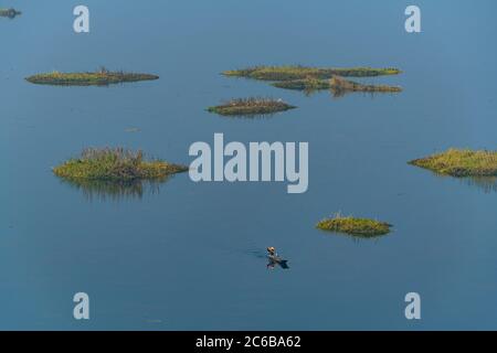 Fischer in seinem Kanu Angeln zwischen Phumdis (schwimmende Inseln), Loktak Lake, Moirang, Manipur, Indien, Asien Stockfoto