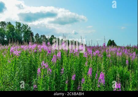 Sommerwiese mit blühenden rosa Feuerwespblumen bedeckt. Malerische Sommerlandschaft - blühende Chamaenerion angustifolium oder Epilobium angustif Stockfoto