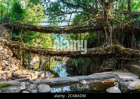 Doppeldecker Lebende Wurzelbrücke, Sohra (Cherrrapunjee), Meghalaya, Indien, Asien Stockfoto