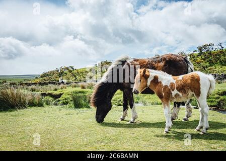 Dartmoor Ponys sind semi-ferale, frei-Roaming, native-Breed Ponys gefunden auf Dartmoor, Devon, England, Großbritannien, Stockfoto