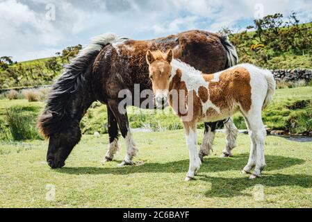 Dartmoor Ponys sind semi-ferale, frei-Roaming, native-Breed Ponys gefunden auf Dartmoor, Devon, England, Großbritannien, Stockfoto