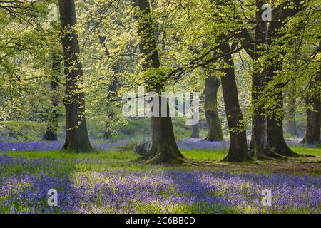 Bluebells in Blüte unter einem Baumkronen von Buchen in neuem Blatt, in der frühen Morgensonne, Blackbury Camp, nahe Beer, East Devon, England, Vereinigtes Königreich, Stockfoto