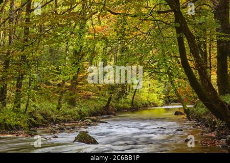 Eine Herbstszene in alten Buchen- und Eichenwäldern entlang des Flusses Teign, im Dartmoor National Park, Devon, England, Vereinigtes Königreich, Europ Stockfoto