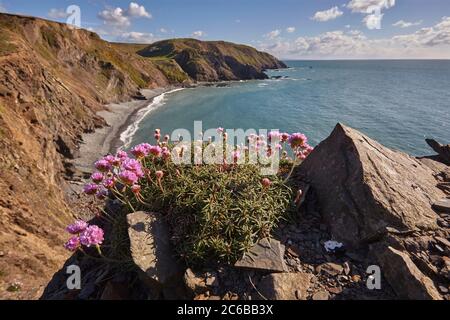 Klippen entlang der Atlantikküste von Devon, mit einer Blume von Sea Pink (Thrift) (Armeria maritima), Hartland Quay, Devon, England, Vereinigtes Königreich, Stockfoto