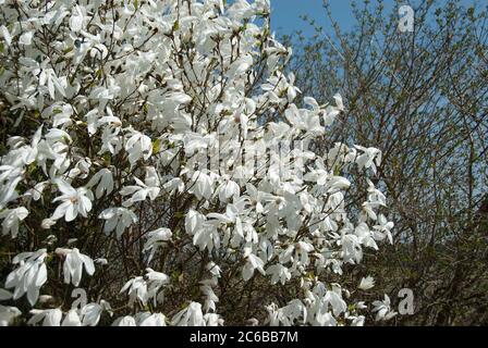 Magnolie Magnolia Wadas Memory Stockfoto