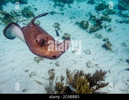 Südliche Stachelrochen (Hypanus americanus), Stingray City, Grand Cayman, Cayman-Inseln, Karibik, Mittelamerika Stockfoto