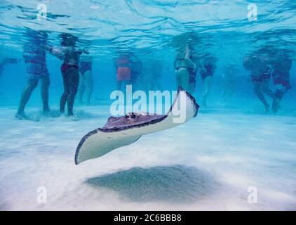 Südliche Stachelrochen (Hypanus americanus), Stingray City, Grand Cayman, Cayman-Inseln, Karibik, Mittelamerika Stockfoto