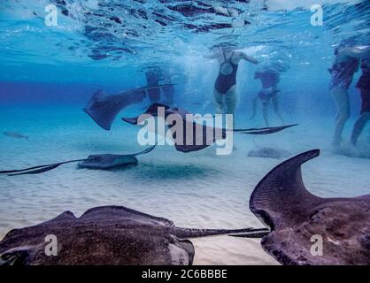 Südliche Stachelrochen (Hypanus americanus), Stingray City, Grand Cayman, Cayman-Inseln, Karibik, Mittelamerika Stockfoto