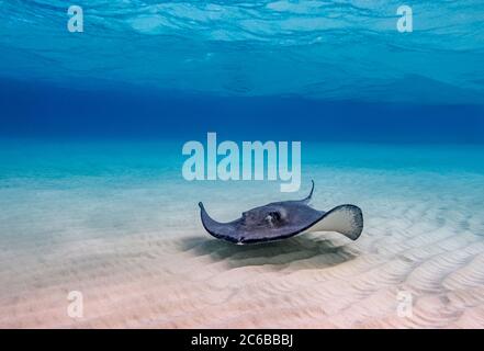 Südliche Stachelrochen (Hypanus americanus), Stingray City, Grand Cayman, Cayman-Inseln, Karibik, Mittelamerika Stockfoto