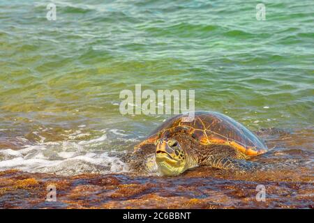 Hawaii Meeresschildkröte (Grüne Meeresschildkröte) liegt am Ufer in Laniakea Beach (Turtle Beach) auf Oahu Insel, Hawaii, Vereinigte Staaten von Amerika, Pazifik, Stockfoto